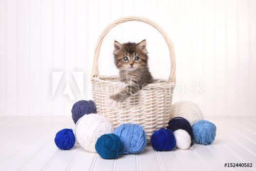 Picture of Cute Kitten in a Basket With Yarn on White